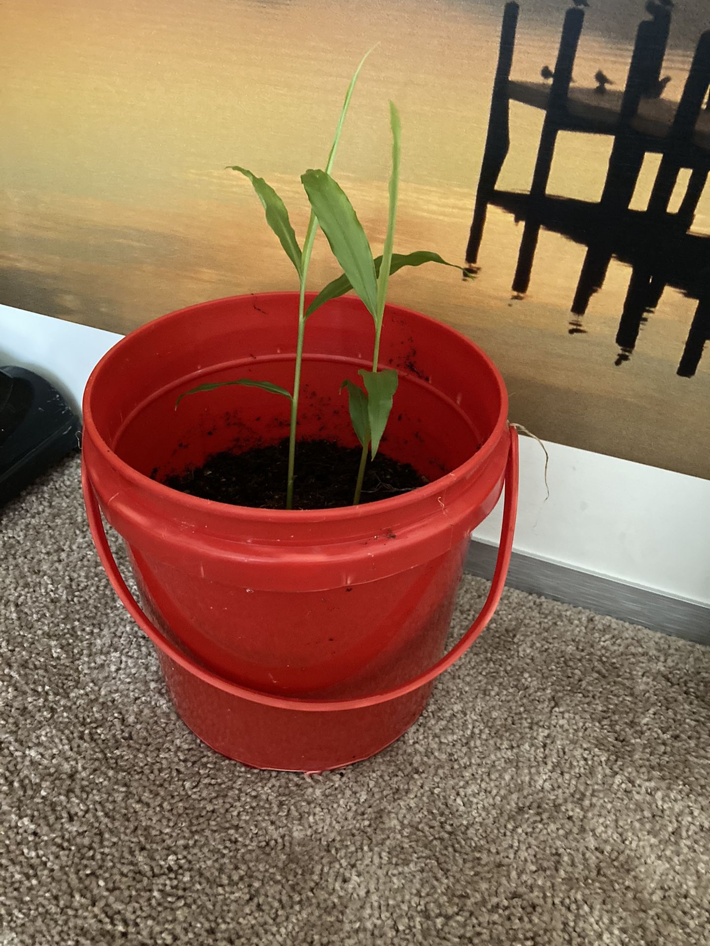 Organic Ginger Plant