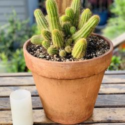 Live indoor Aztec Gold Echinopsis cactus plant in a terra cotta planter pot—firm price