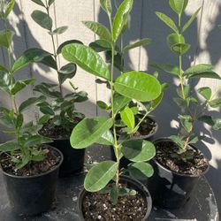 Live Feijoa (Pineapple Guava) Plant – Fruit Tree – $10