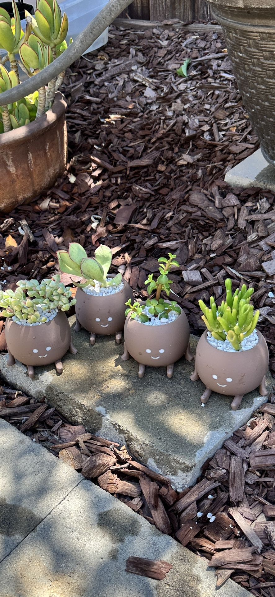 Real Succulent Plants