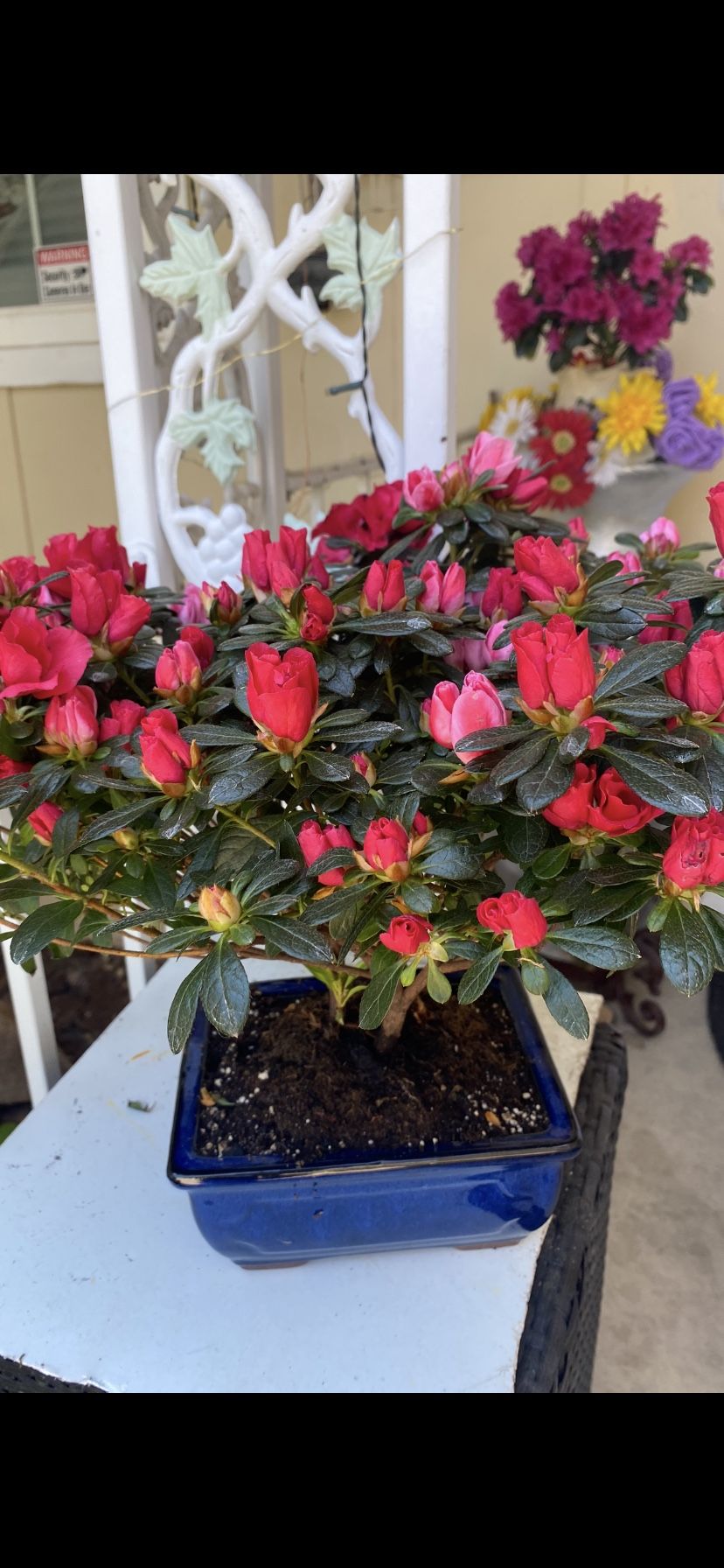Bonsai Pink Color Flower Azalea In A Blue Bonsai Pot $40