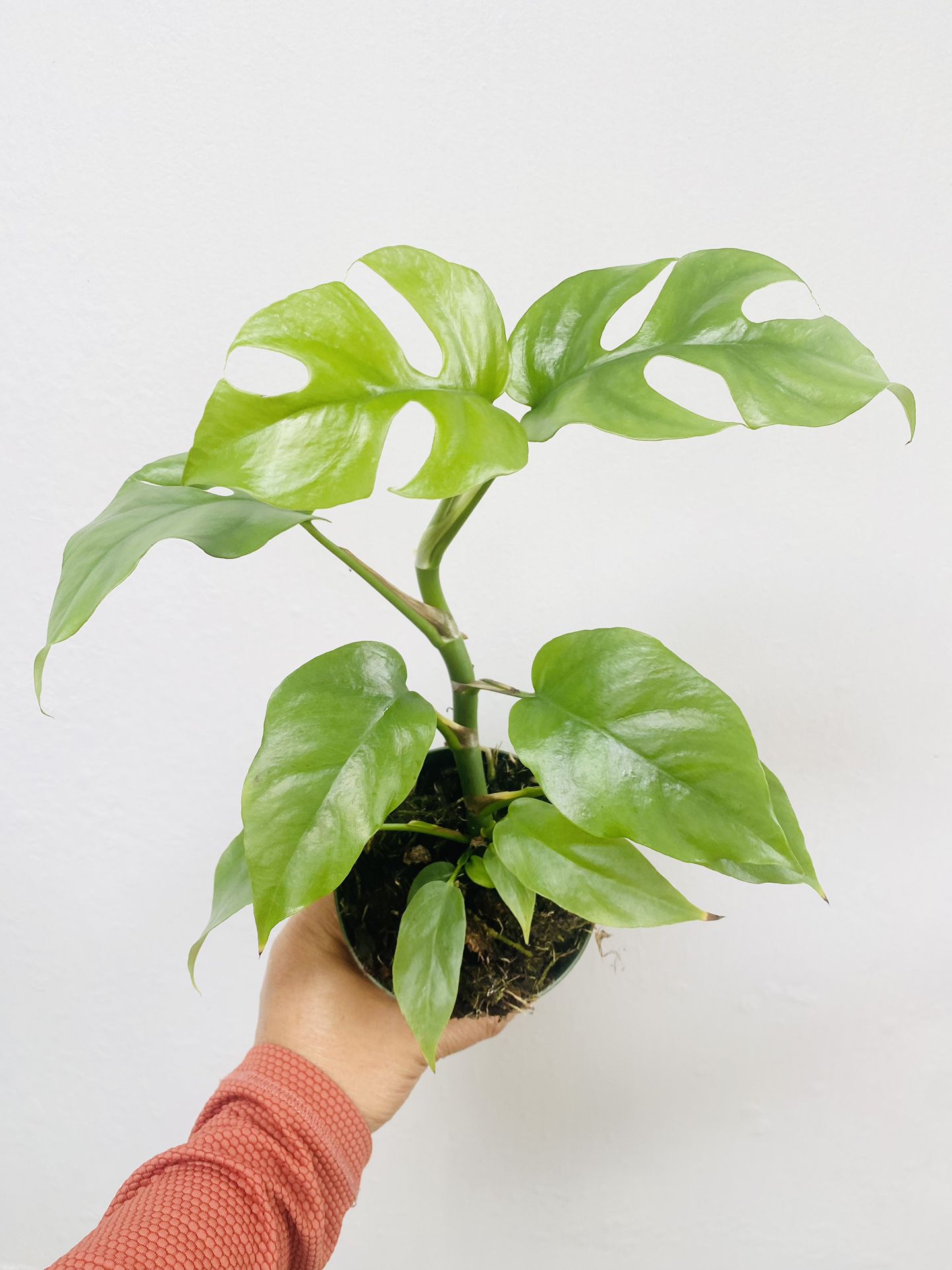 Plants (4”pot🌿Rhaphidophora Tetrasperma “mini monstera’)