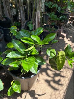 Lemon Tree