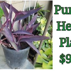 Purple heart Plant 