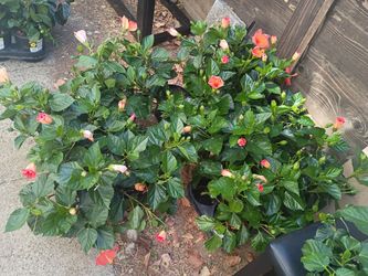 13 Mini Orange Hibiscus Plants