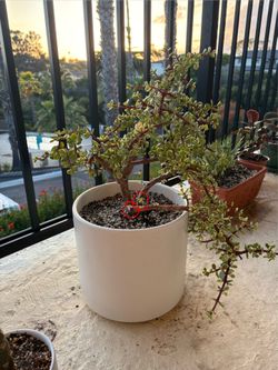 Future trimmings of elephant bush