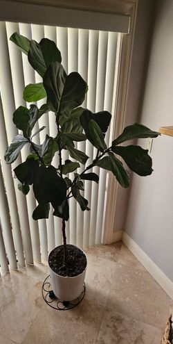 Large Fiddle Leaf Fig Tree