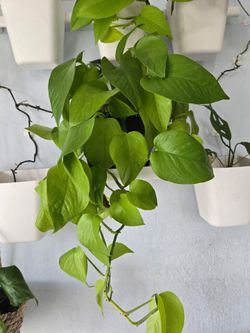 Neon Pothos