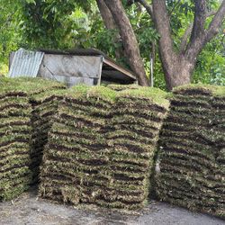 St Augustine Sod - $225 Per Pallet