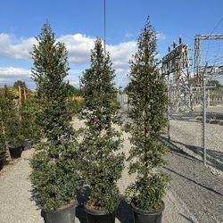 Eugenia Privacy Hedge