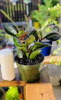 Live indoor Red Edged Peperomia (cluslifolla) plant in a temporary plastic planter pot—firm price