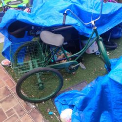 ADULT TRIKE 
