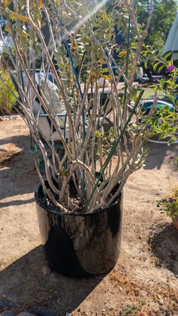 Large Potted Shrub in Black Glazed Planter