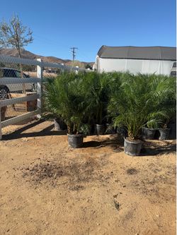 Pygmy palms 14" 3 feet tall