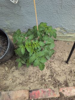 Tomato plant healthy