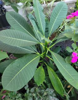 Large Plumeria Plant