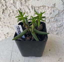 2 Inch Pot Succulent Plant - Crassula Tetragona - Karkai - Rooted & Established Plant - Drought Resistant 🪴 Perfect Baby & Wedding Shower Favors