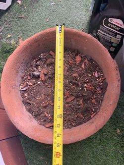 Agave Americana variegated