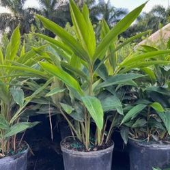 Ginger Shell Plants 