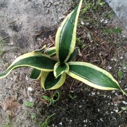 Mother in Law Toungue