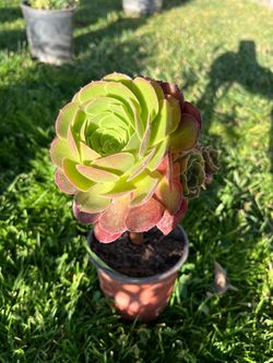 rose aeonium succulent