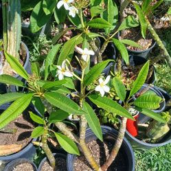 Very Healthy Plants 