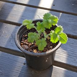 Agrimony Herb - Free 