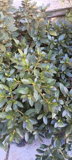 Azalia plants.
