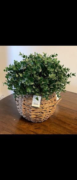 Homegood Indoor Plant