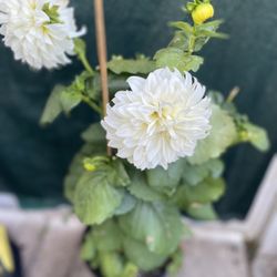 Dhalia Big Flowers Plant, In 5 Gallons Pot Pick Up Only