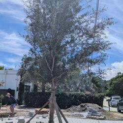 Live Oak Trees Available 