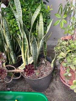 Plant large to medium pot