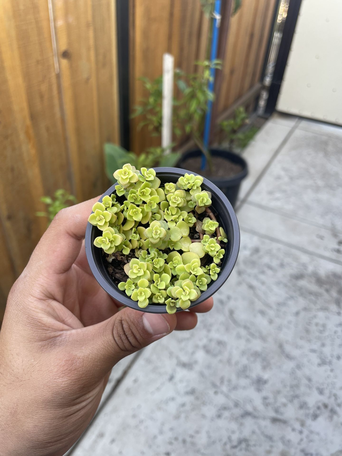 Japanese Stone Crop Plant