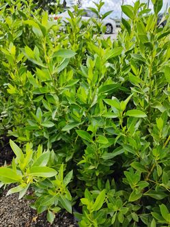 Green Buttonwood hedges 4-5ft $45💚