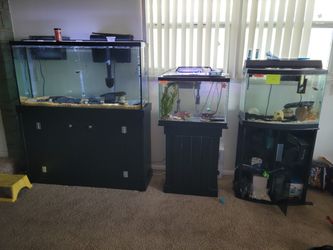 Fish Tank / Aquarium  