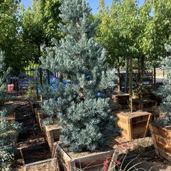 Podocarpus Icee Blue