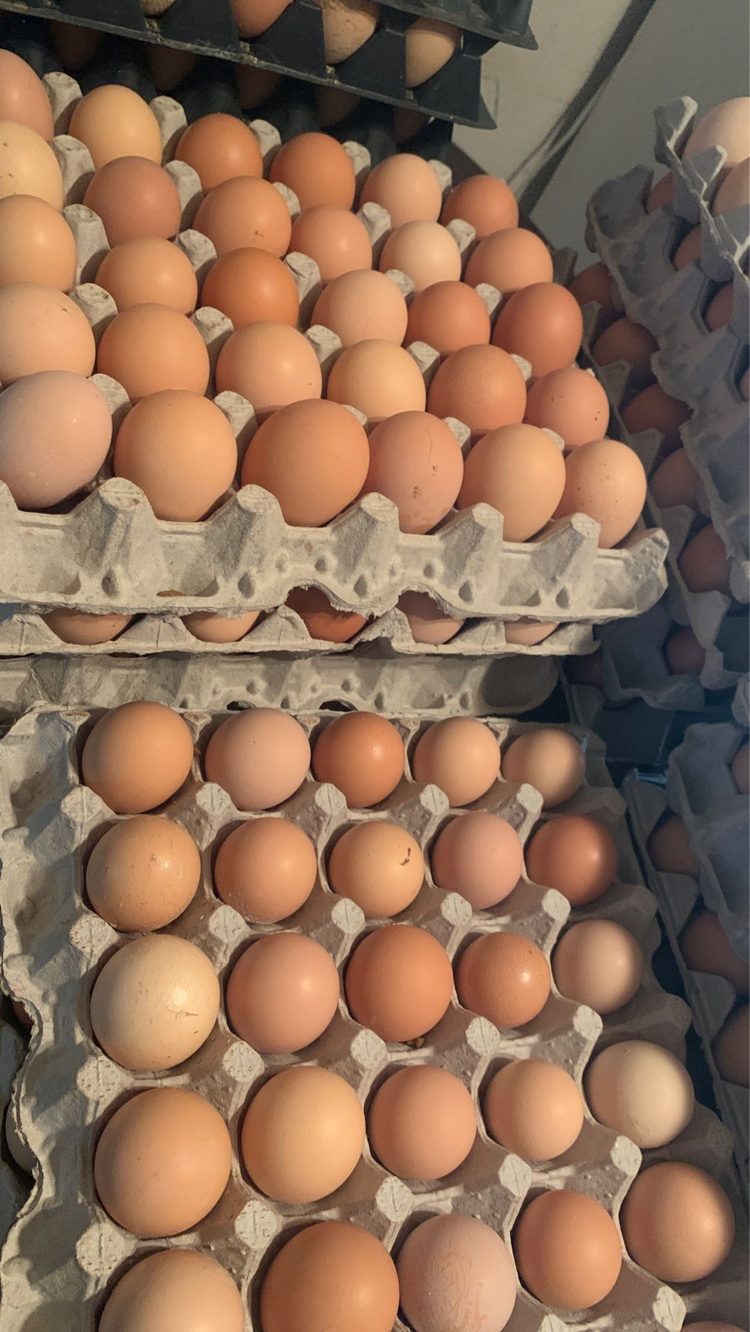 10/27/SUNDAY Fresh Organic Eggs 30eggs $5**** Huevos Orgánicos 30 por $5