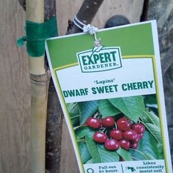 🍒2n1Cherry Tree (Lapins)Cereza