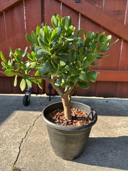 Jade Plant in Pot