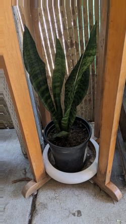 Lengua de suegra