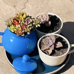 Beautiful succulents in tea pot 1 set