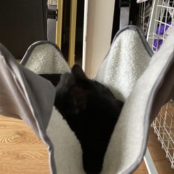 Cat Hammock 