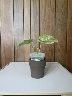 Philodendron Mamei