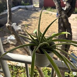 Spider plant