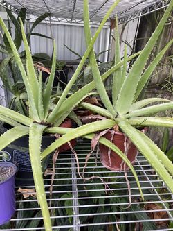 Aloe Vera