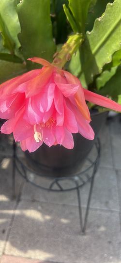 Epiphyllum color rosa flores grandes
