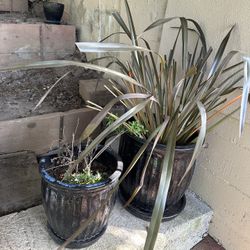 3 Planters: Large, Medium, Small