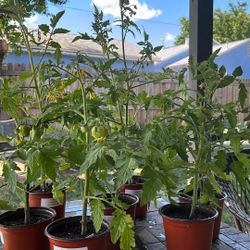 Tomato Plants HUGE!!!