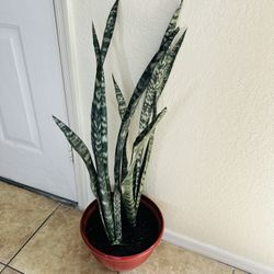 Snake Plants 
