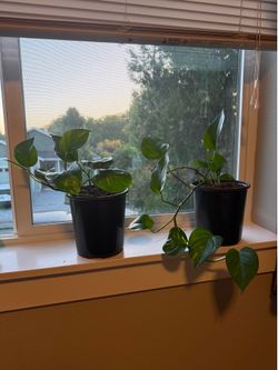 Golden pothos